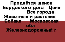 Продаётся щенок Бордоского дога › Цена ­ 37 000 - Все города Животные и растения » Собаки   . Московская обл.,Железнодорожный г.